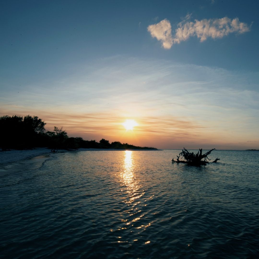 Environment